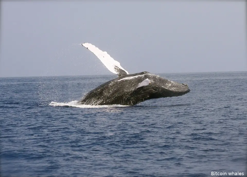 bitcoin whales