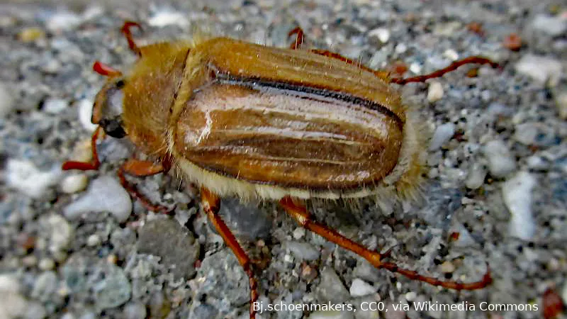 amphimallon solstitiale summer chafer nijmegen the netherlands 2