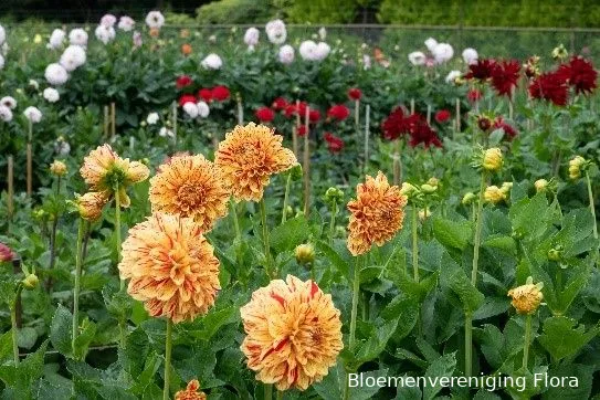 flora dahlias