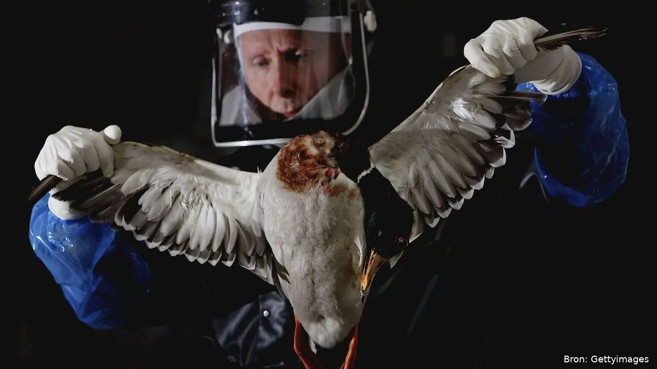 h5n1 vogelgriep