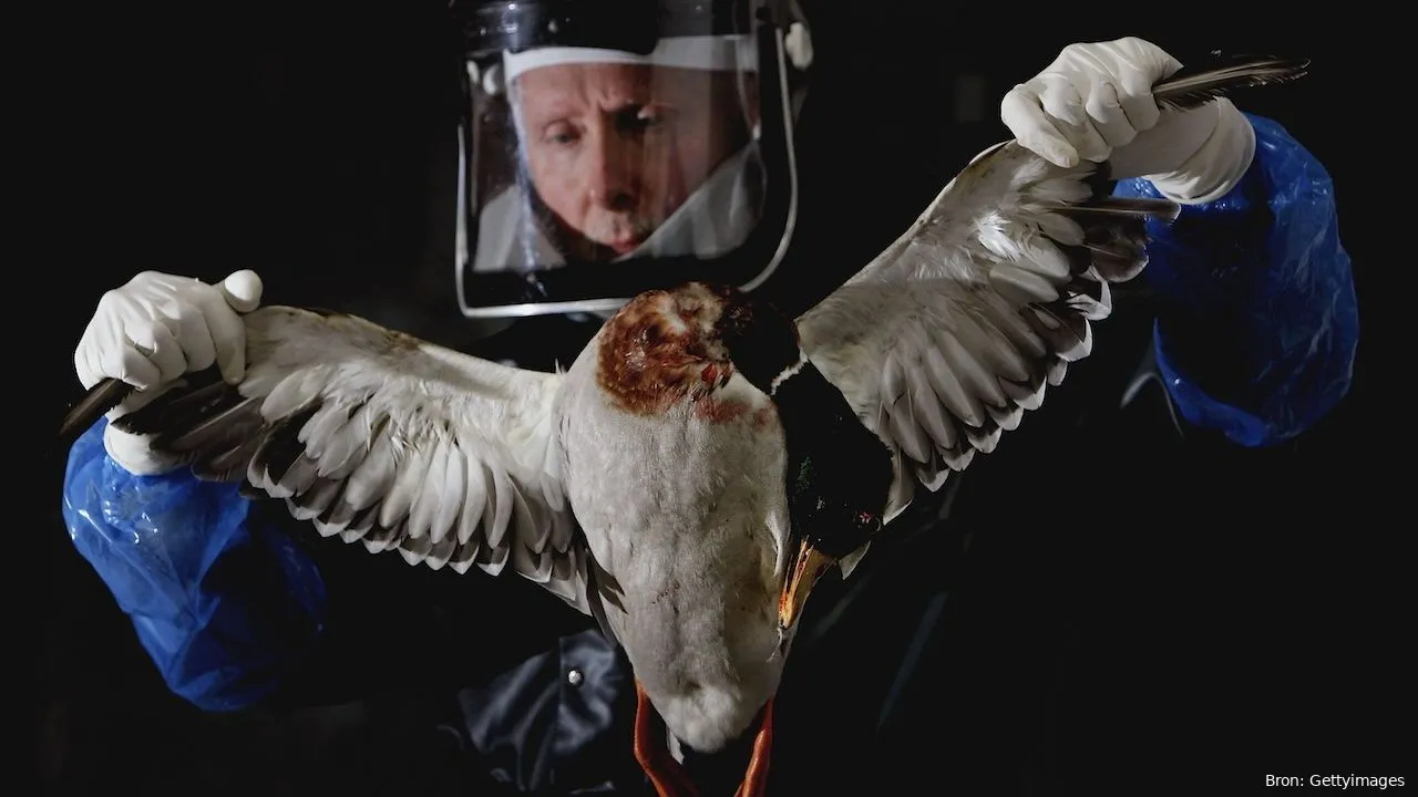 h5n1 vogelgriep