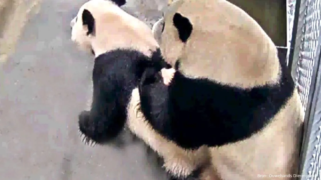 pandas 1