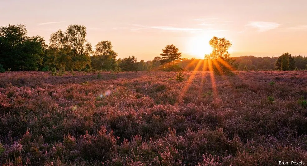 paarse heide