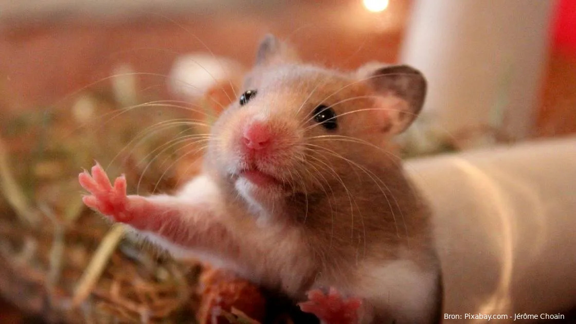hamser