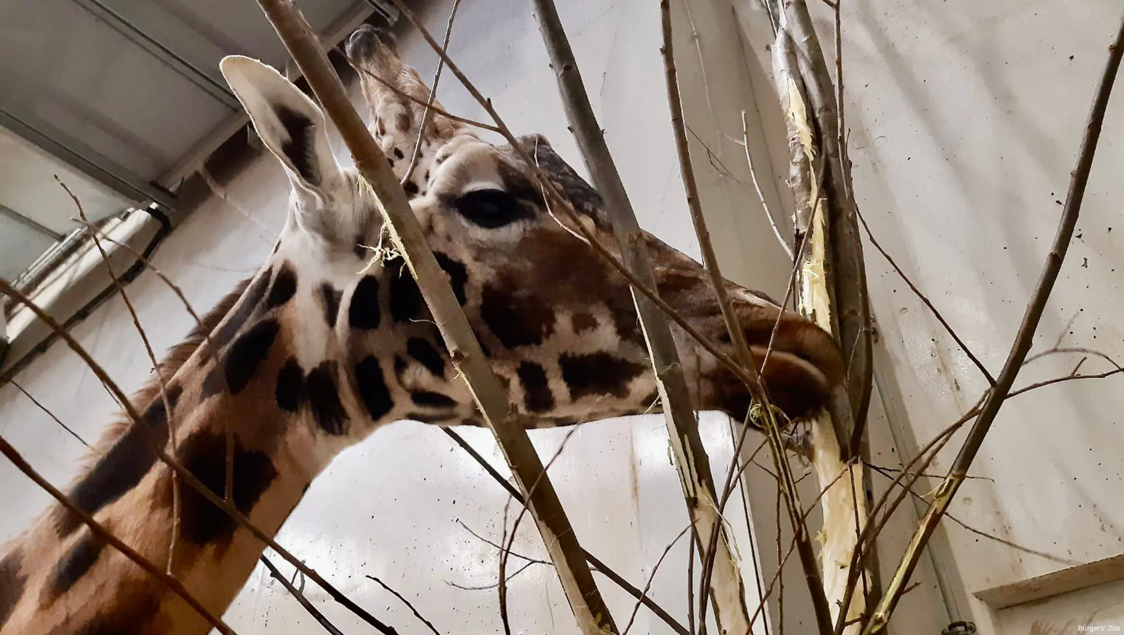 giraf eet bast wilgentenen burgers zoo