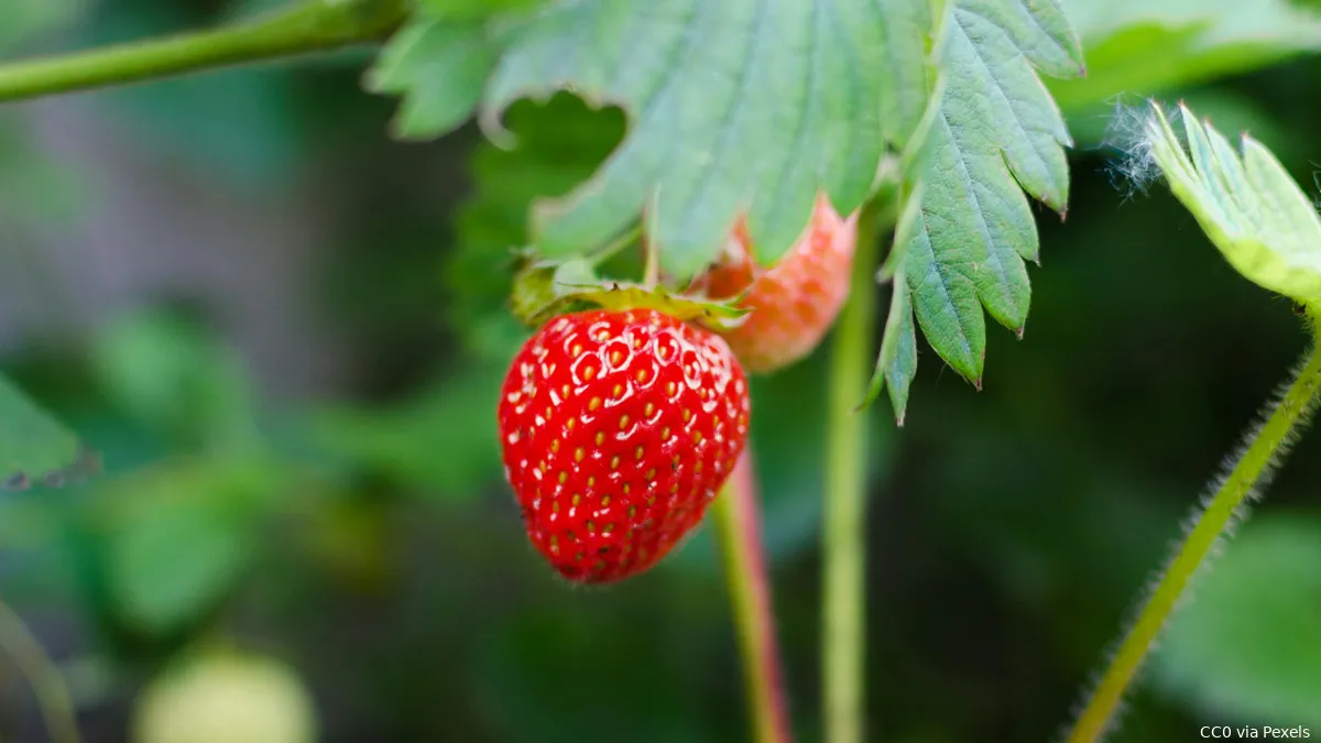 pexels aardbeienplantje