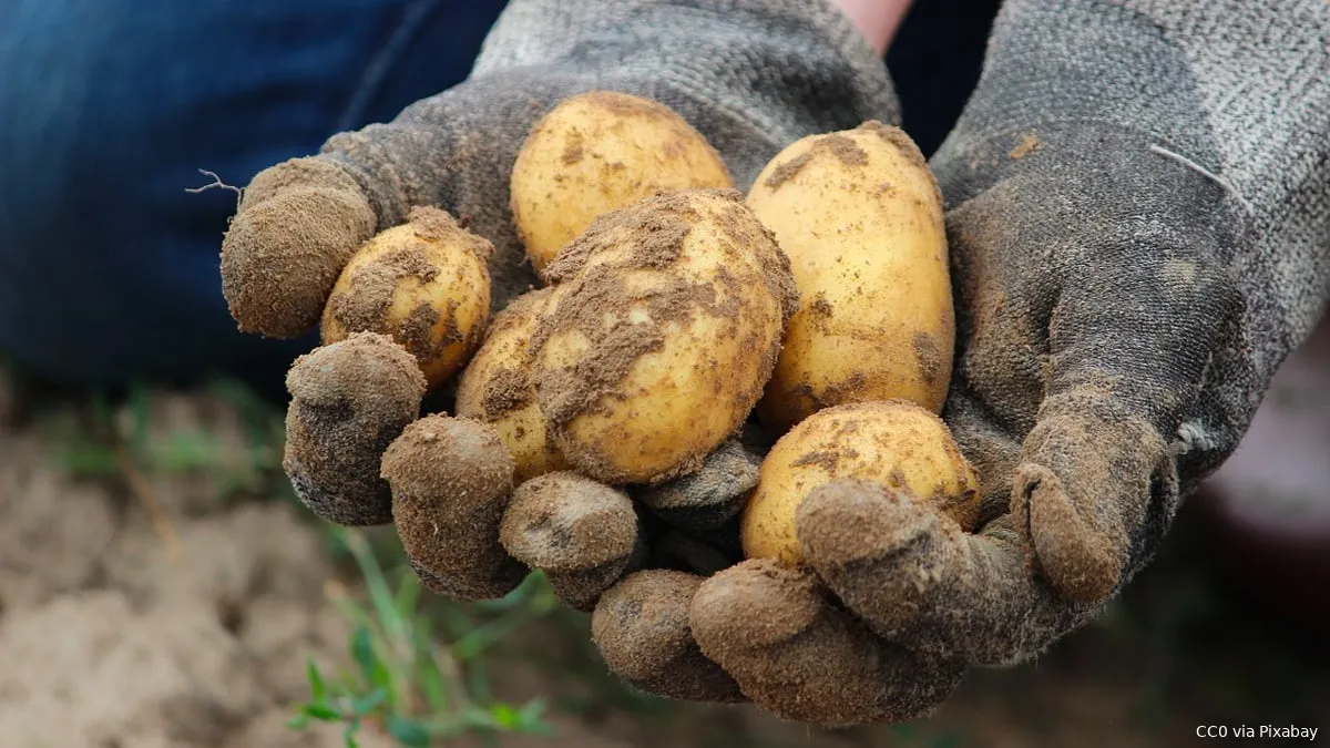 aardappels oogst cc0 pixabay