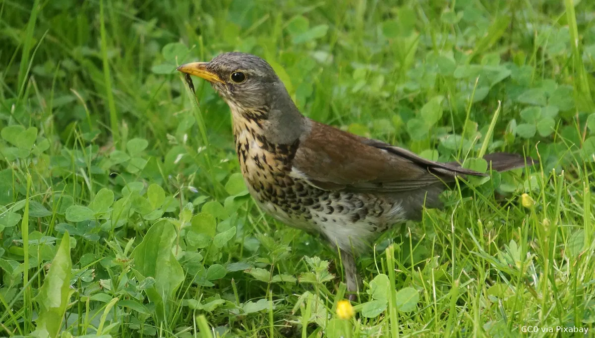 fieldfare 123321 1280 kramsvogel cc0 pixabay