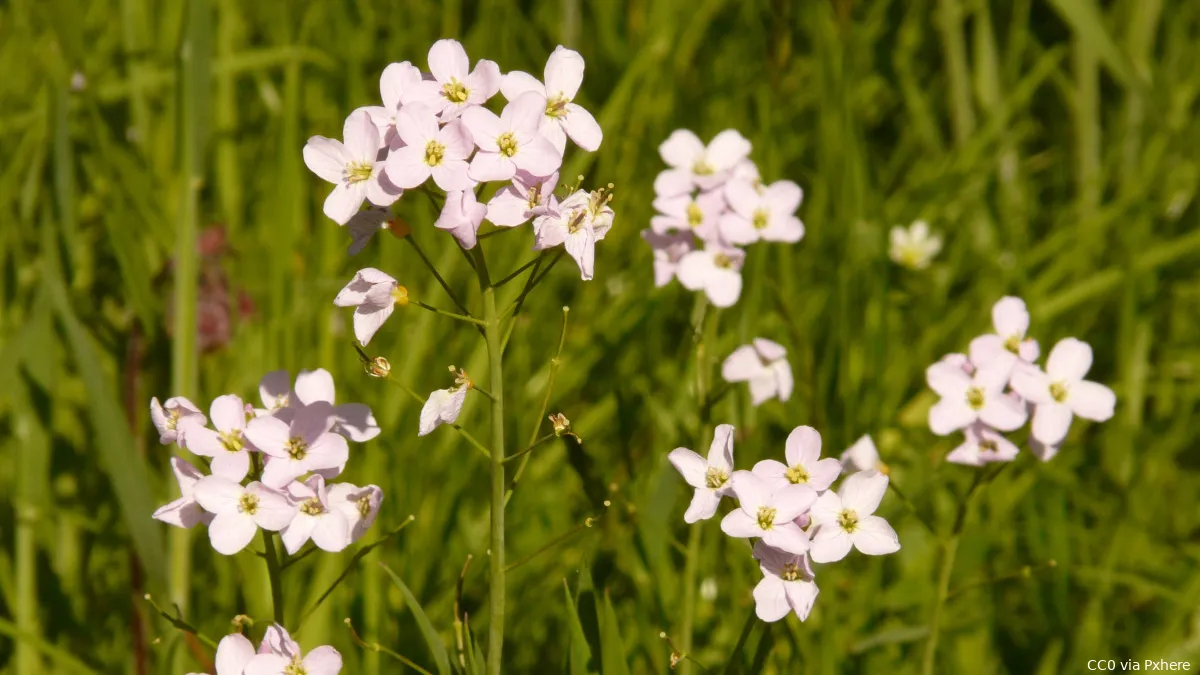 pinksterbloemen