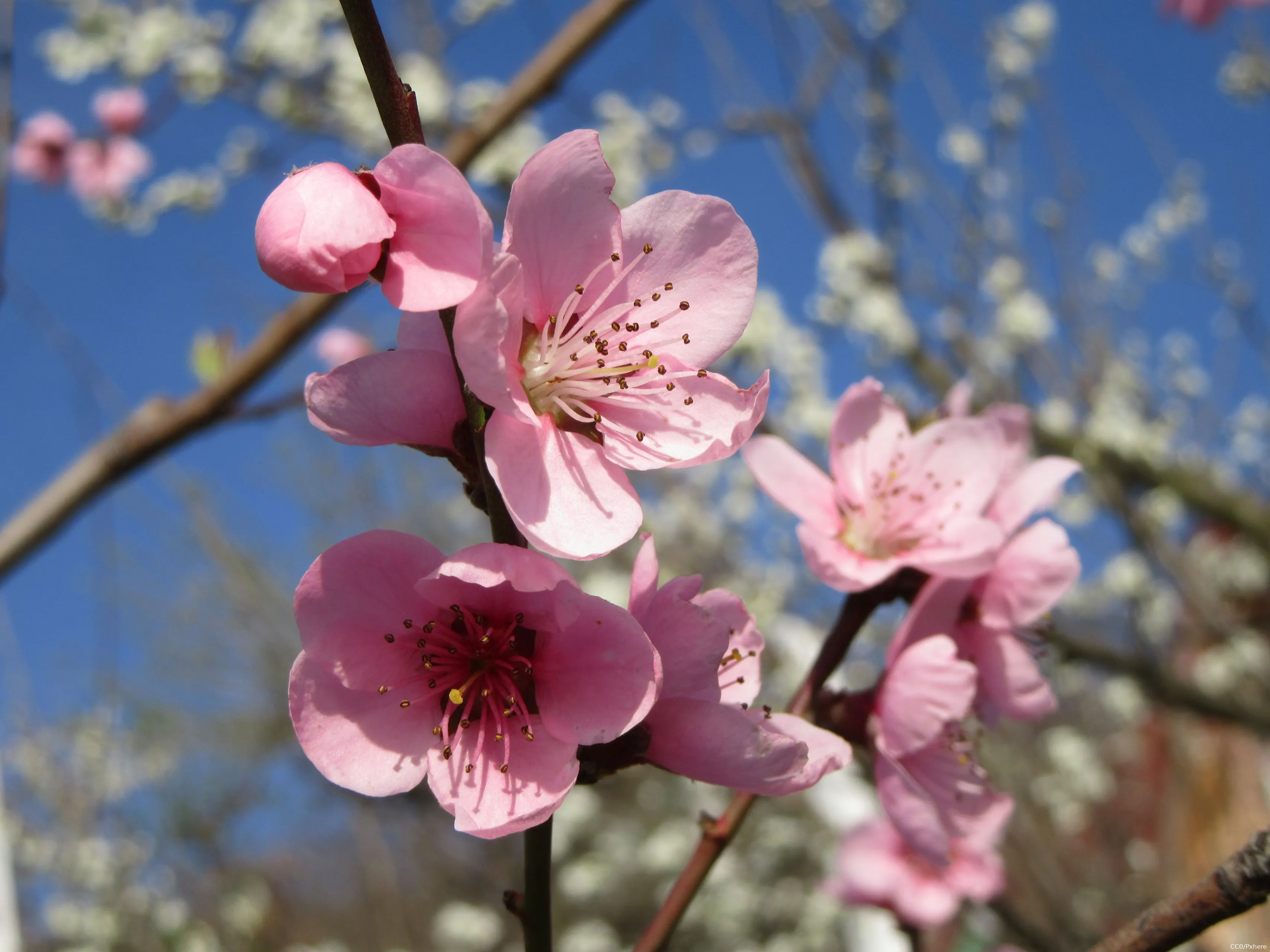 tree branch blossom plant sky fruit 1043131 pxherecom