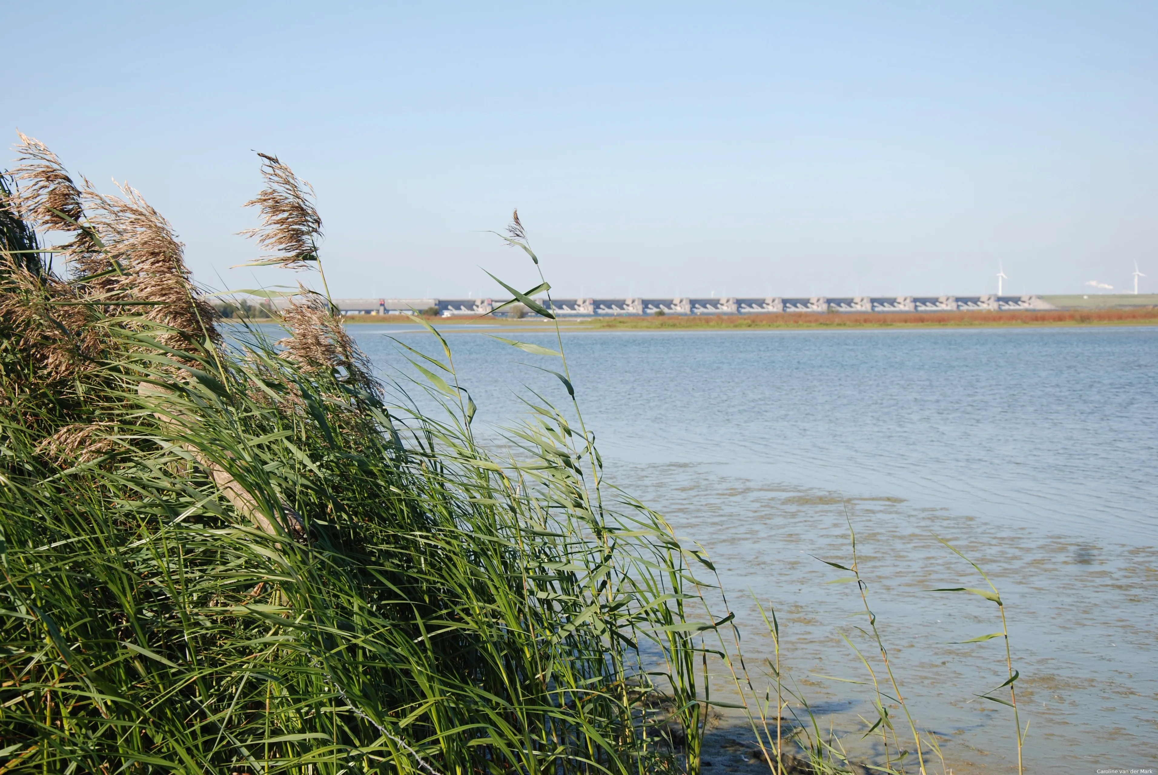 haringvlietsluizen caroline van der mark ark natuurontwikkeling