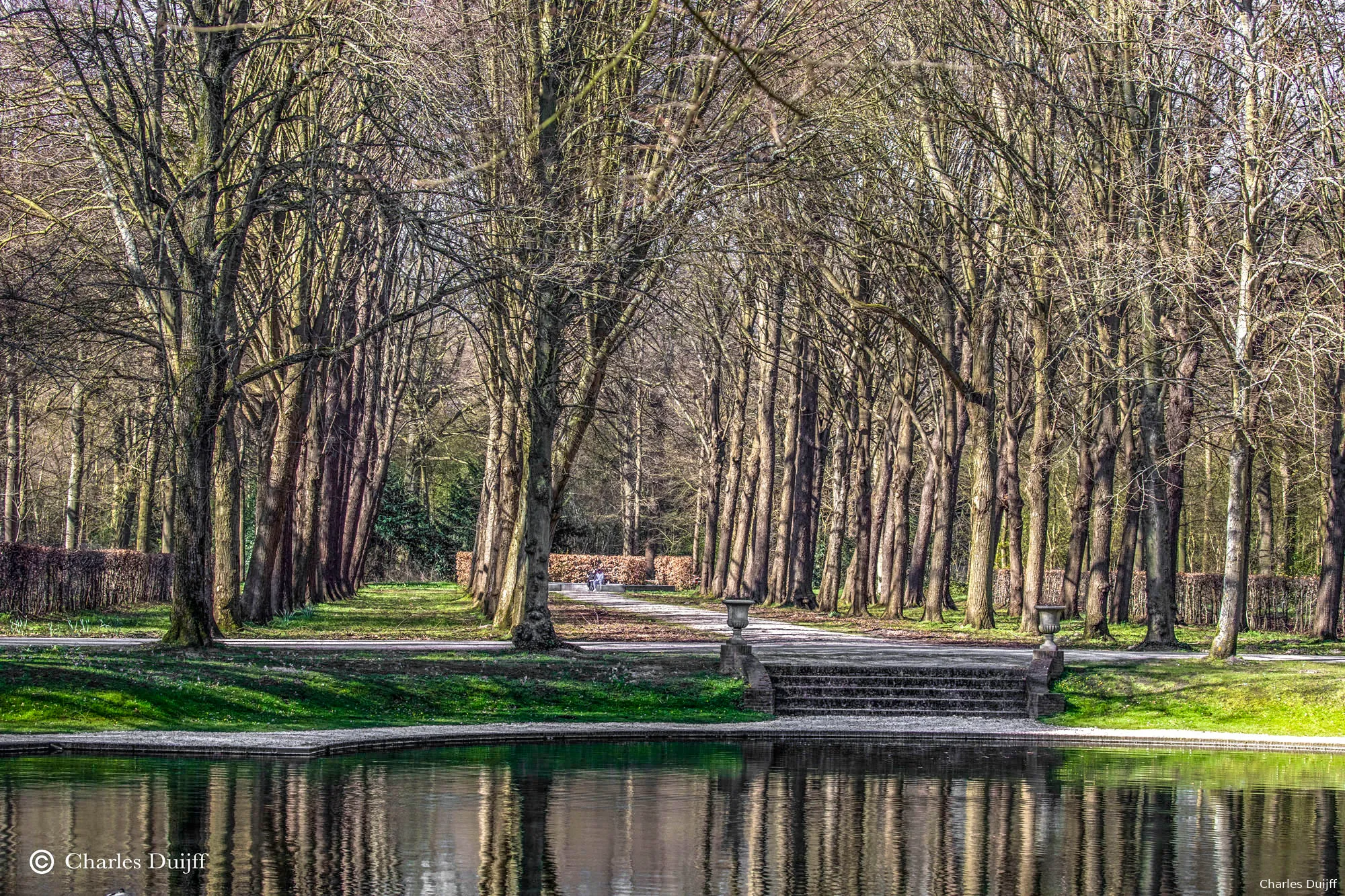 zon door bomen