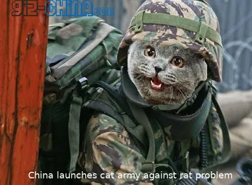 chinese cat army