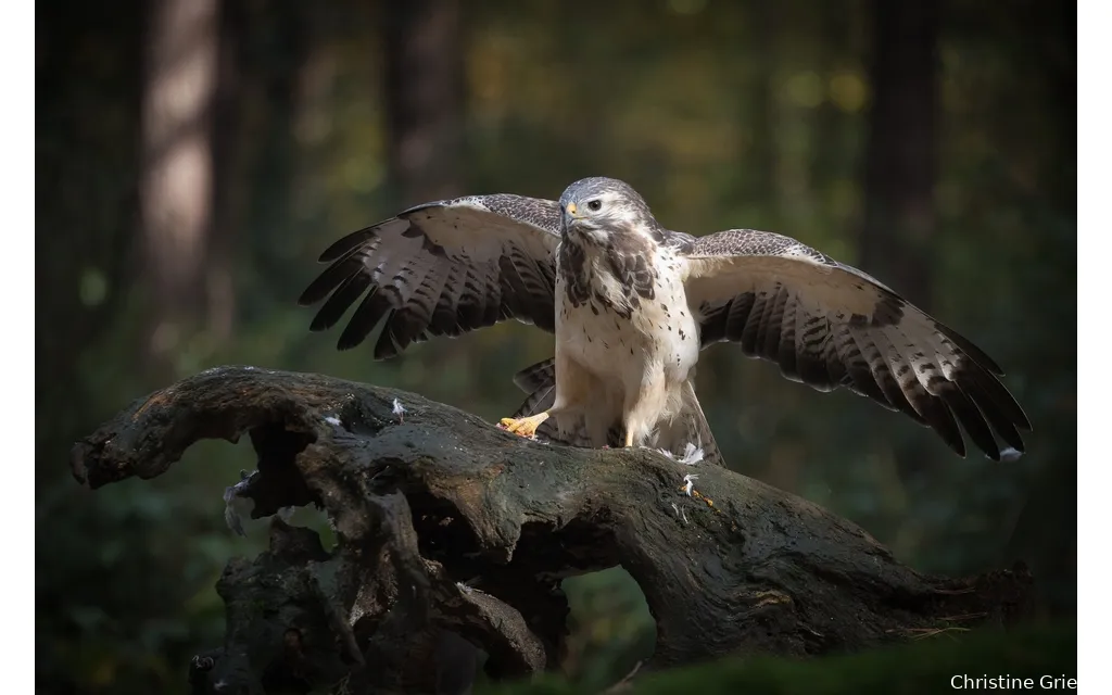 buizerd 2