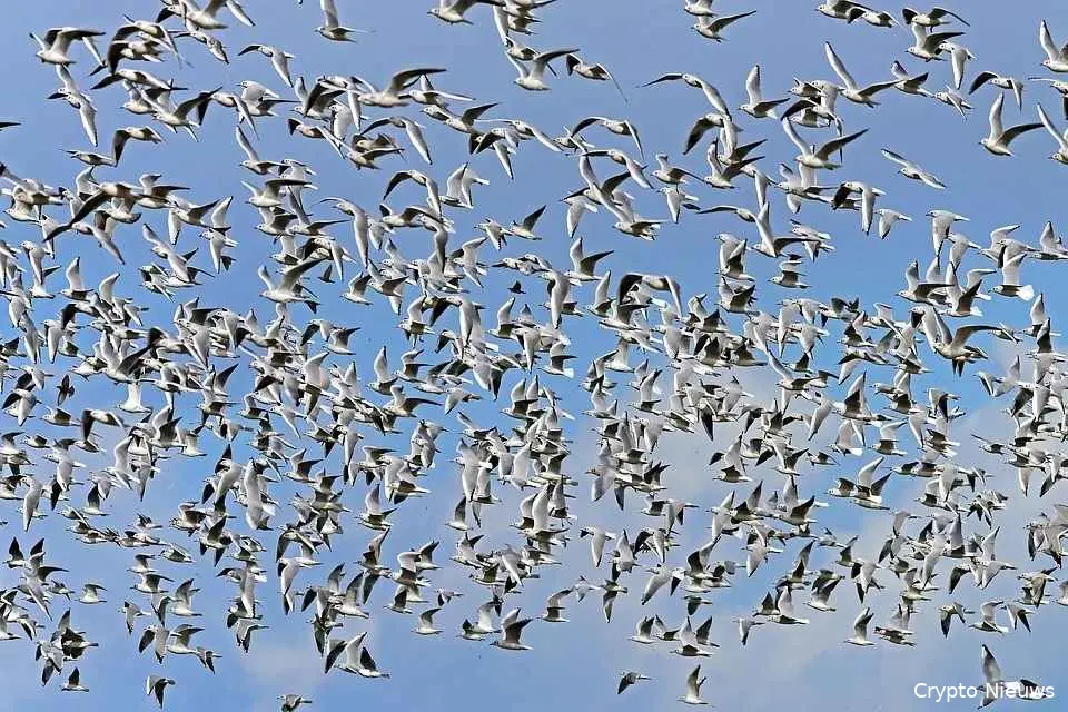 cardano birds 1