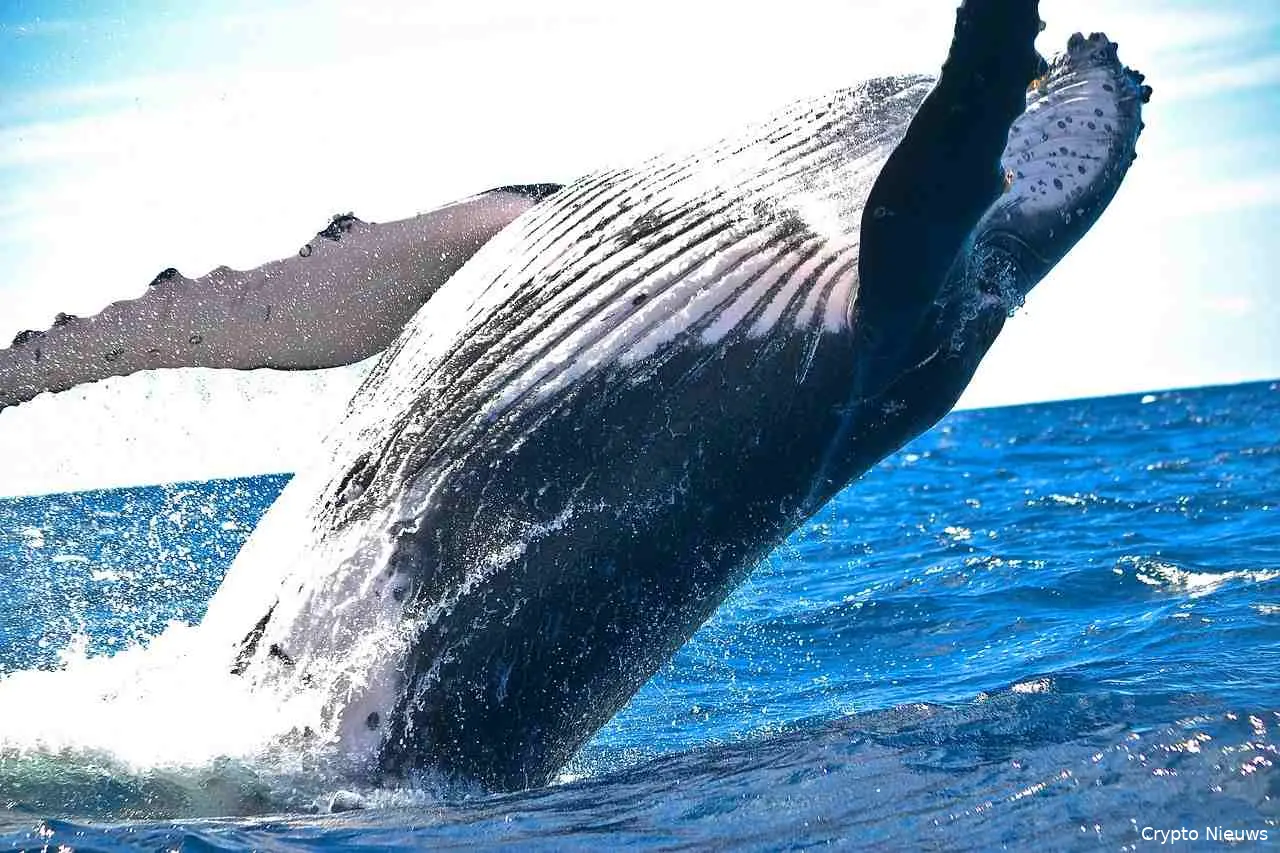 whales hebben flink ingeslagen in de crypto winter cryptobenelux