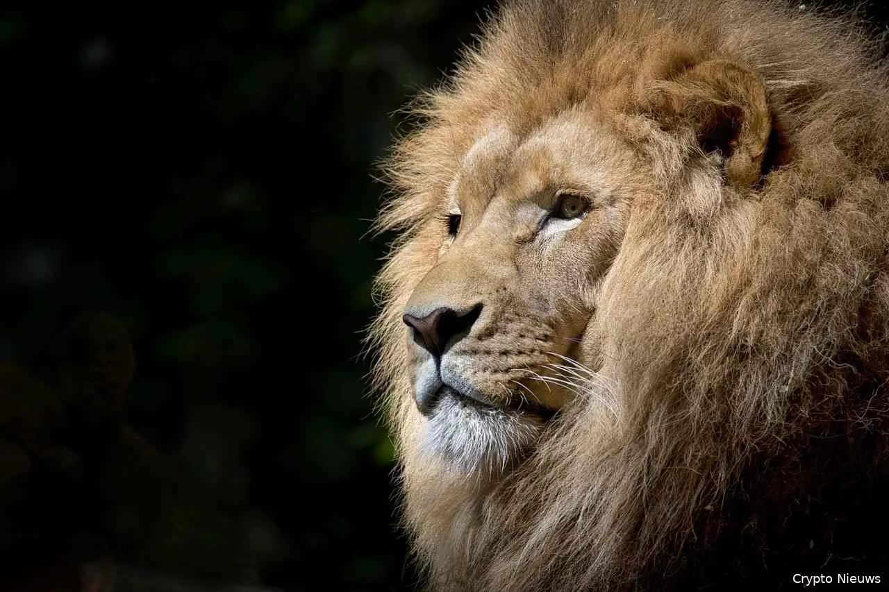 brave browser gaat tipping functie voor reddit en vimeo toevoegen cryptobenelux