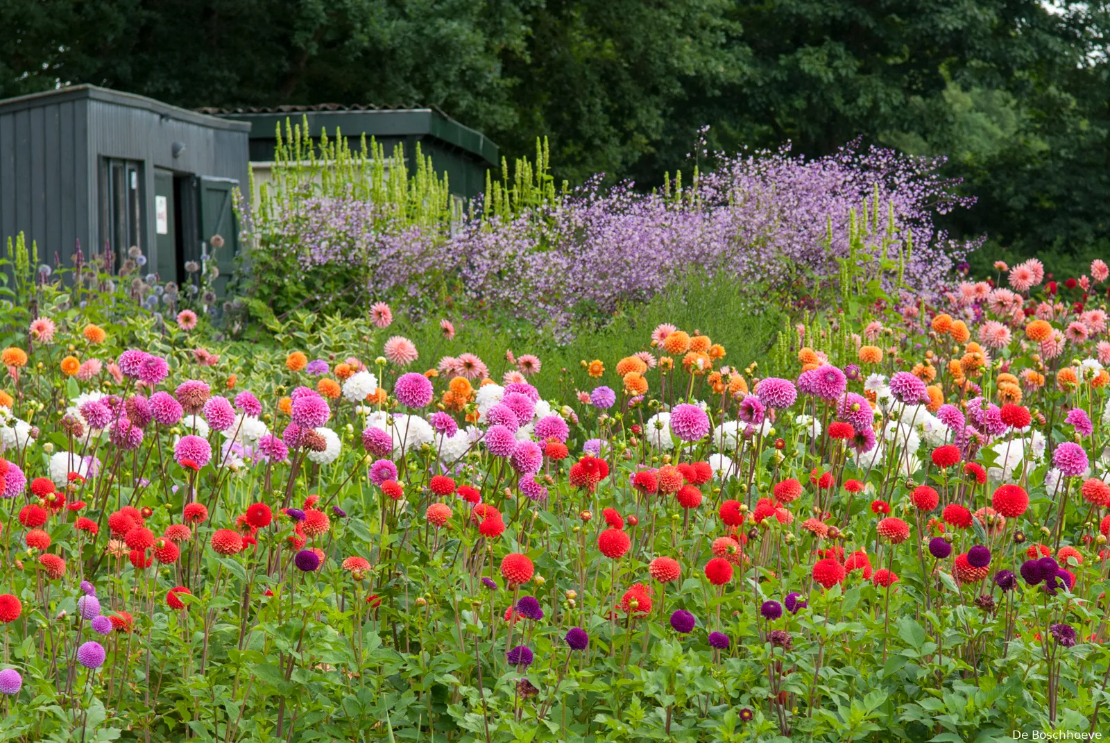 42 zomerbloemenfestijn 4 evn5294 kopie