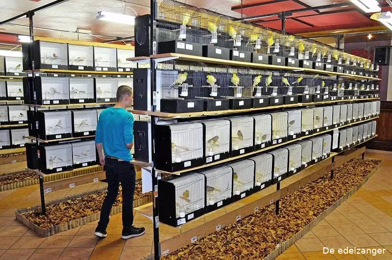 15e Vogelshow “Pronkveer” De Edelzanger Drunen