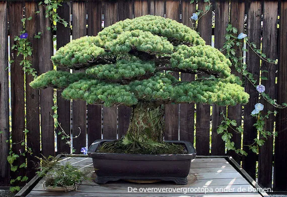 bonsai