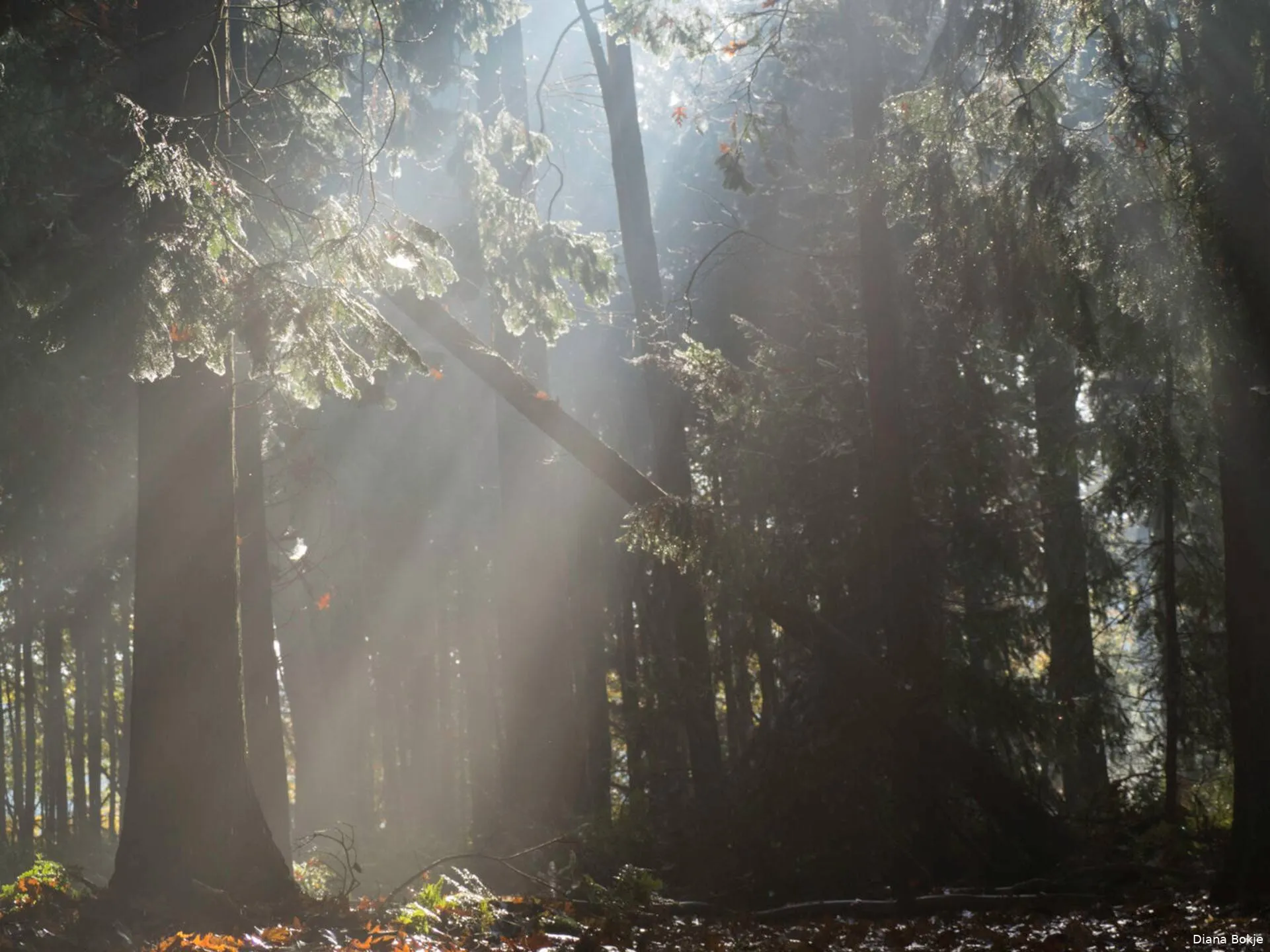 Inspiratie fotolezing door Diana Bokje