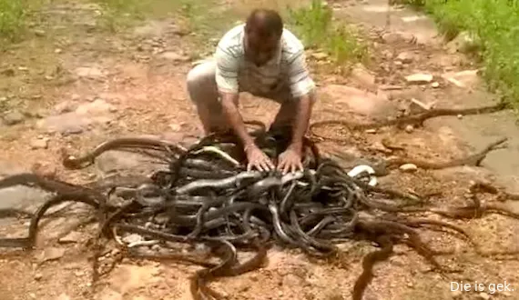 snakes