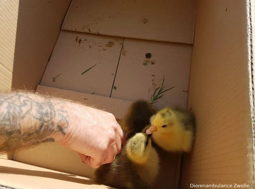 jongen gansjes dierenambulance