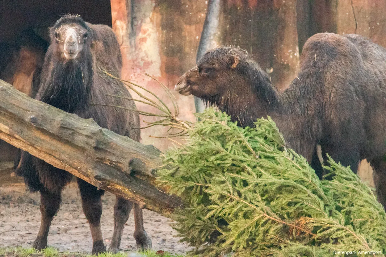 de dieren in dierenpark amersfoort krijgen vandaag een bijzondere en toepasselijke verrassing kerstbomen