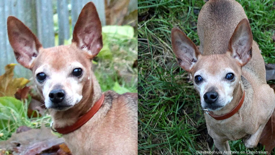 bambi dierentehuis arnhem en omstreken