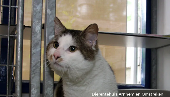 chef dierentehuis arnhem en omstreken0