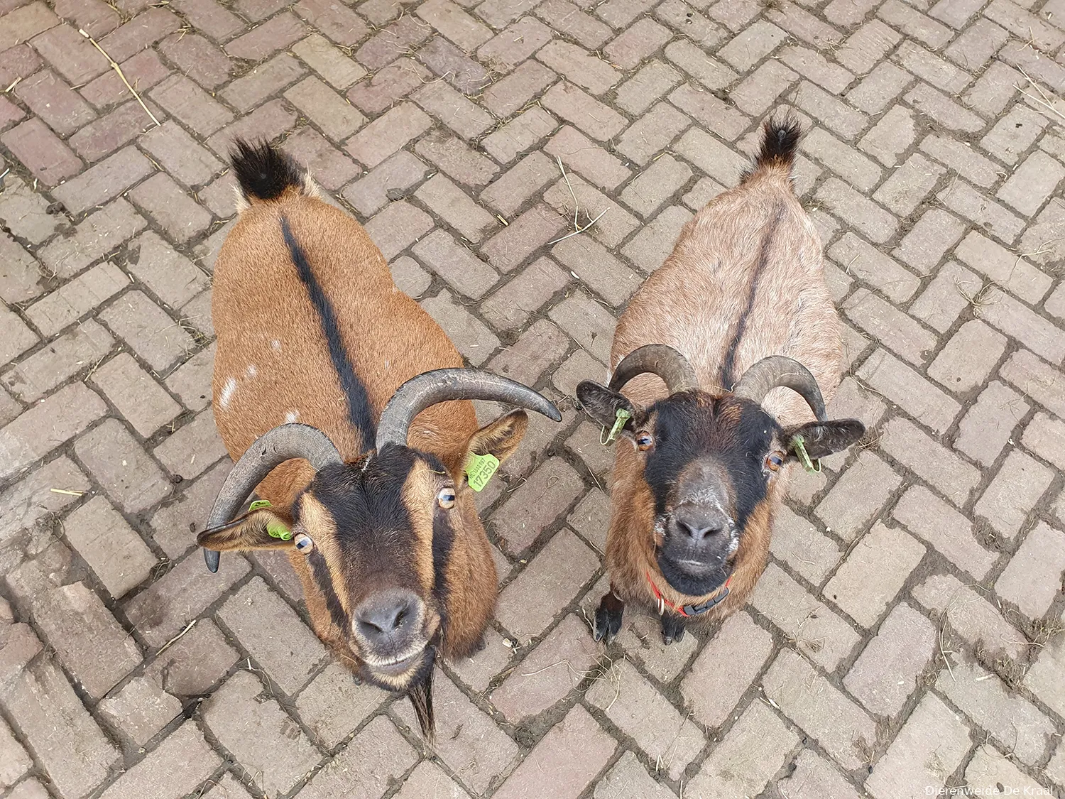 dierenweide de kraal geiten