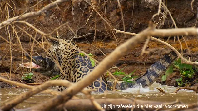 jaguar killer