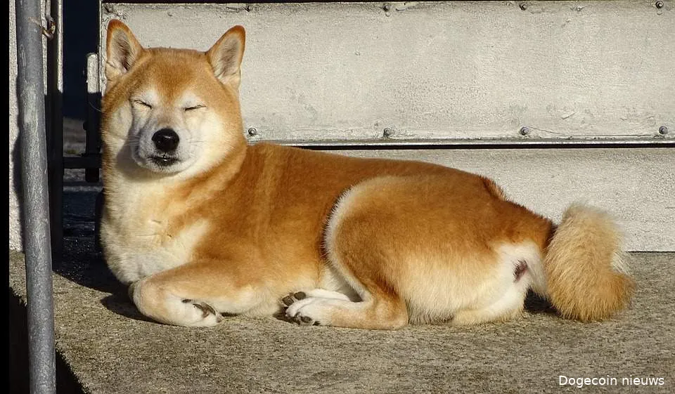 dogecoin 1