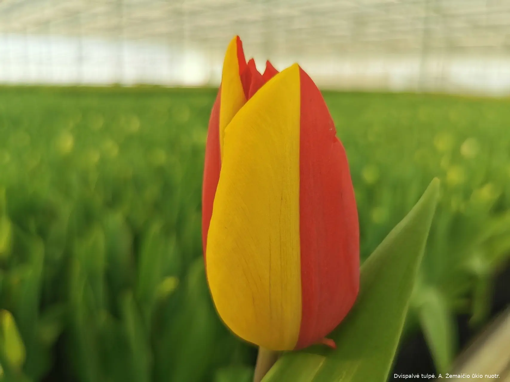 tulp154327035 3280250278742859 2655823886787201040 o