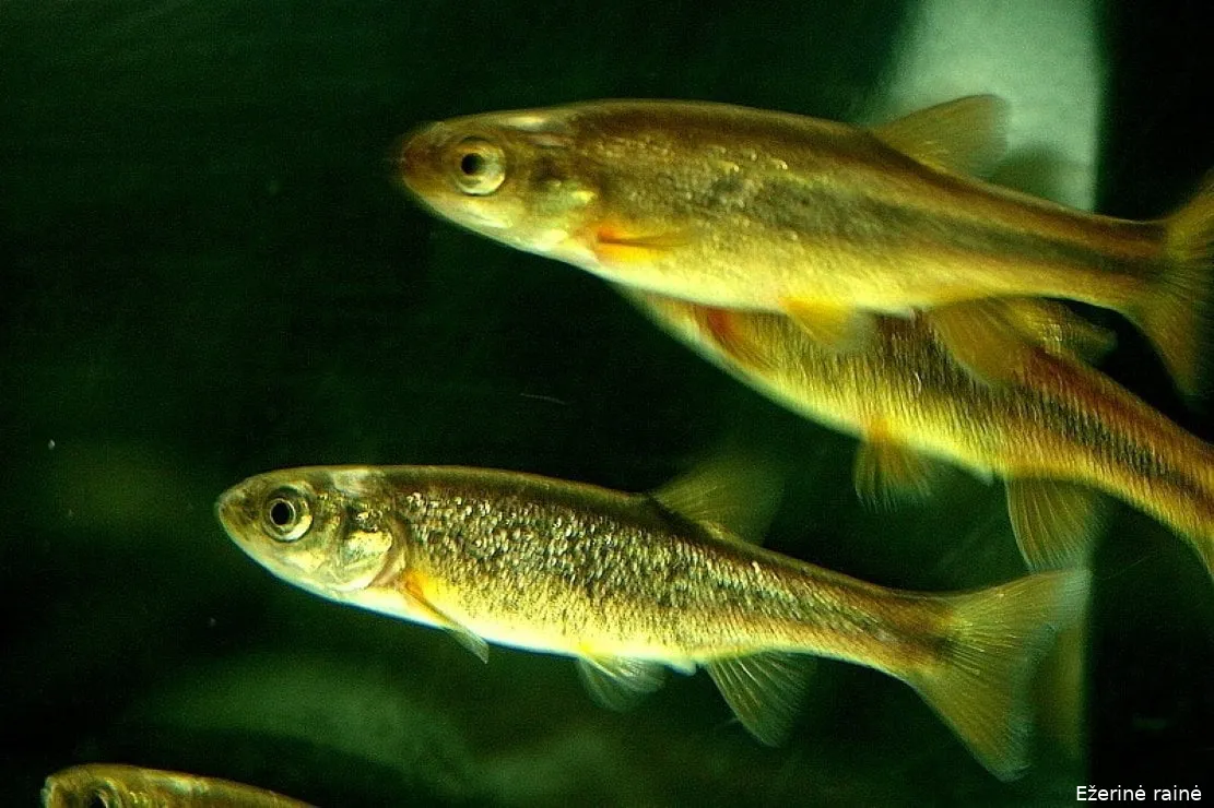 ezerainephoxinus percnuruss