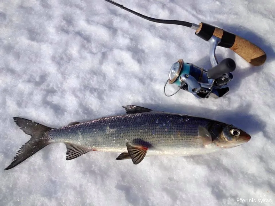 sykas138823082 2298155353641737 1558409888367665369 n