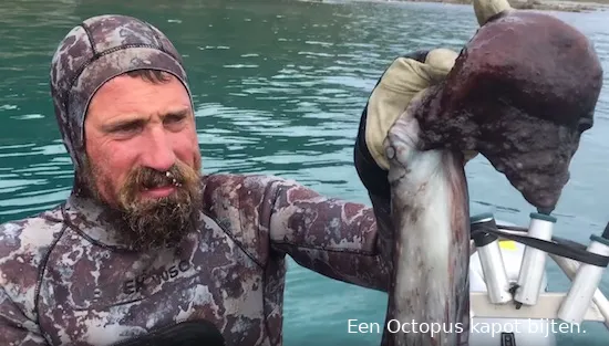 octopus bijten