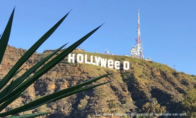 hollyweed