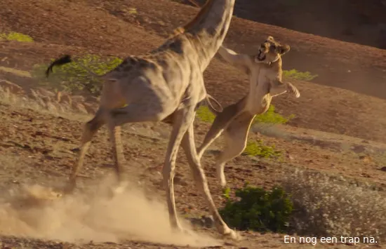 leeuw vs giraffe