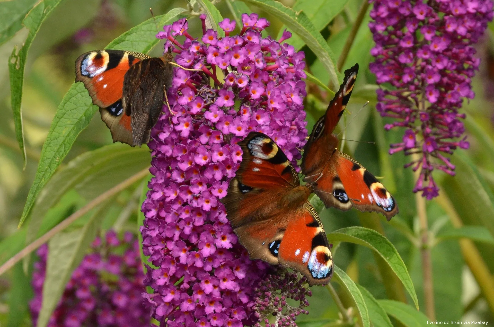 peacock 1540822 1920 eveline de bruin via pixabay dagpauwoog