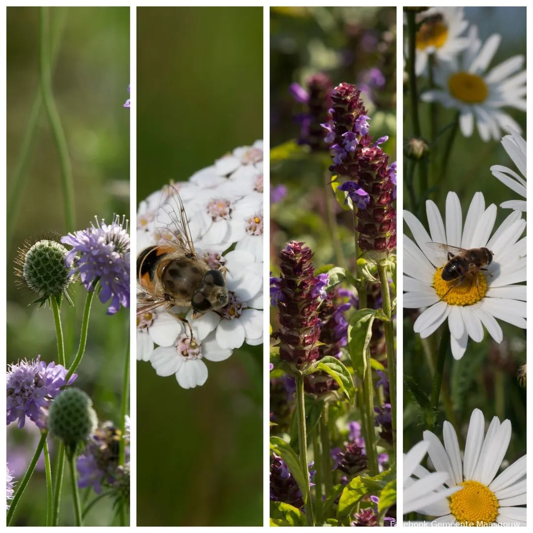 inheems bloemenpakket voor wilde bijen