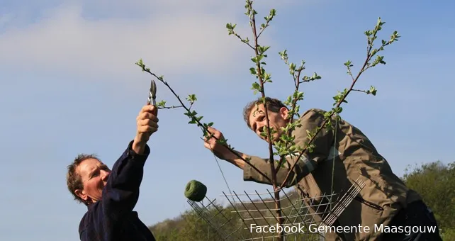 snoeien fruitbomen workshop