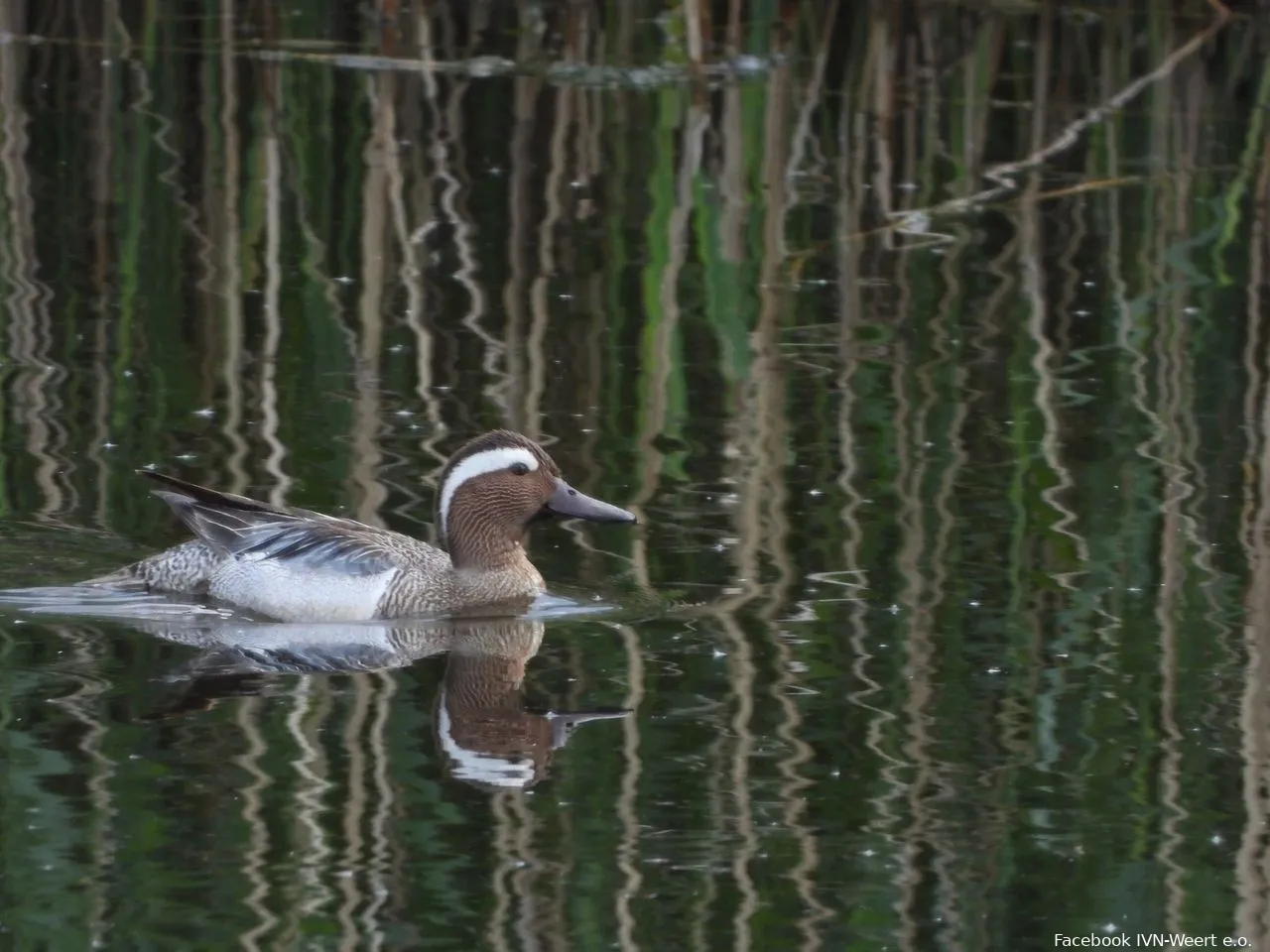 watervogel ivn weert eo