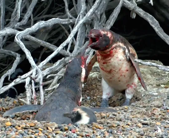 pinguin fight