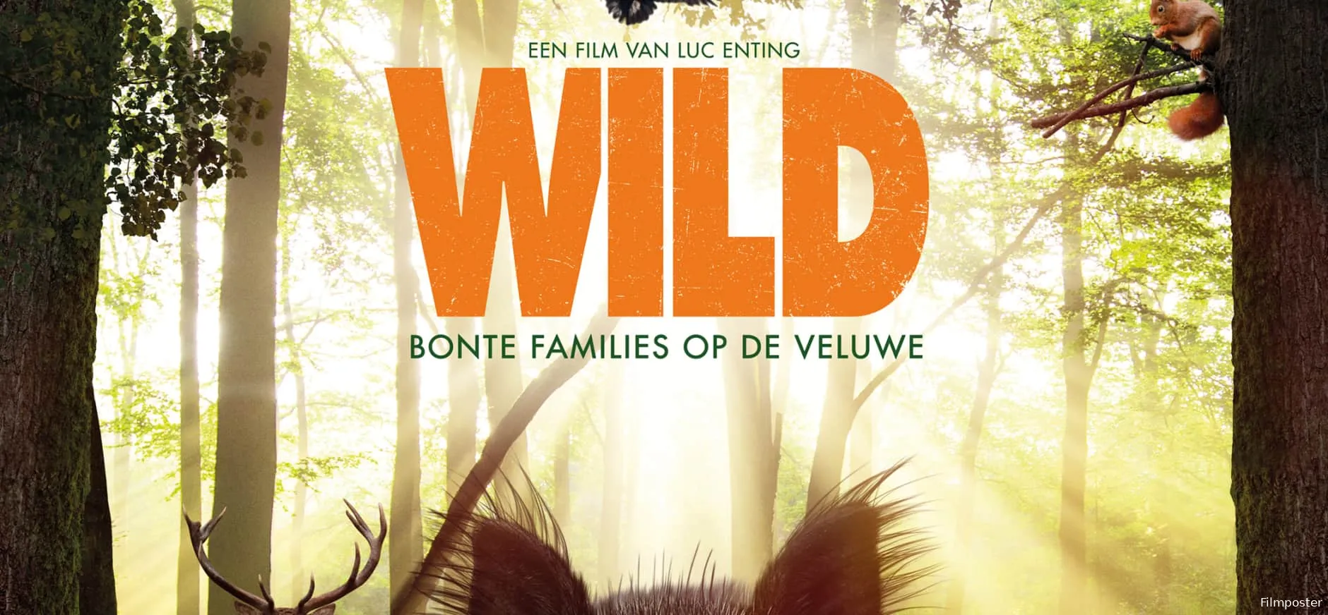 wild poster 70x100cm 3000px 0