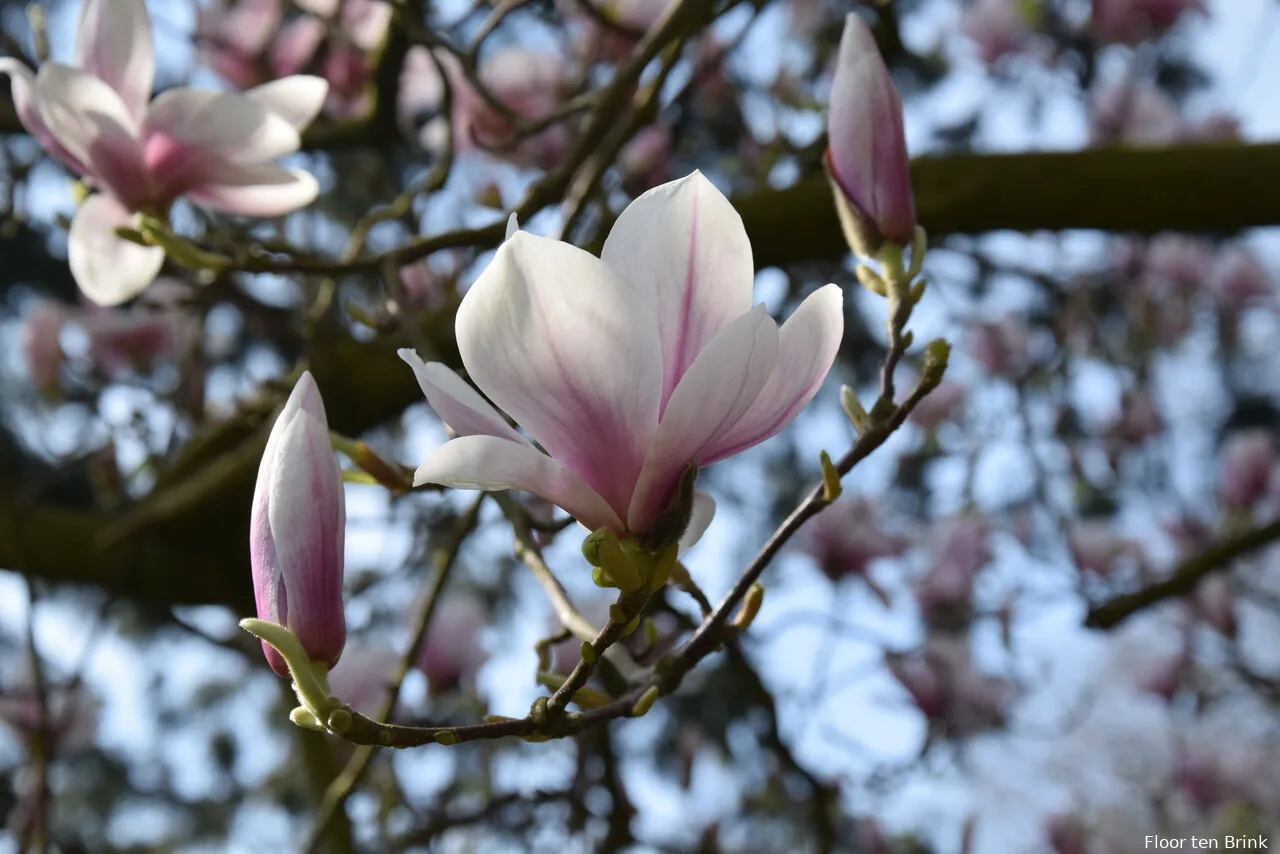 kinderwandeling landgoed oorsprong lente magnolia foto floor ten brink