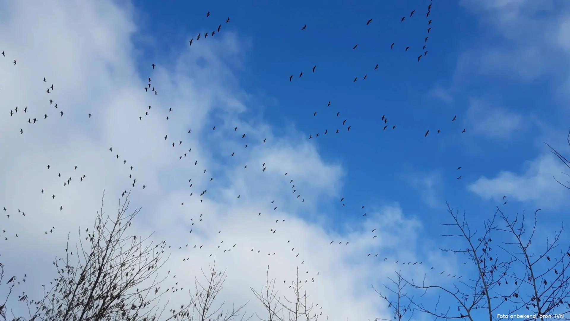 Jeugdnatuurclub IVN Nijkerk gaat vogels kijken tijdens internationale EuroBirdwatch