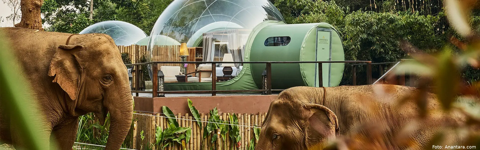 agt jungle bubbles header 1920 600