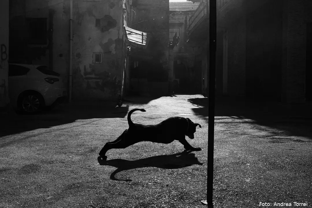 2nd place winner: Andrea Torrei (Italy): 'The Silent Wait'&nbsp;