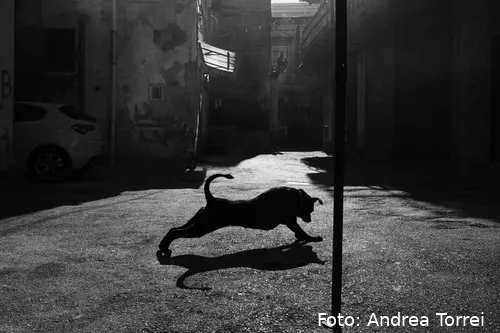 2nd place winner: Andrea Torrei (Italy): 'The Silent Wait'&nbsp;